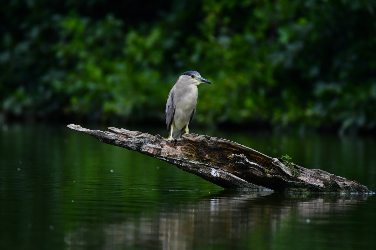 Black-crowned Night Heron - ML611422469