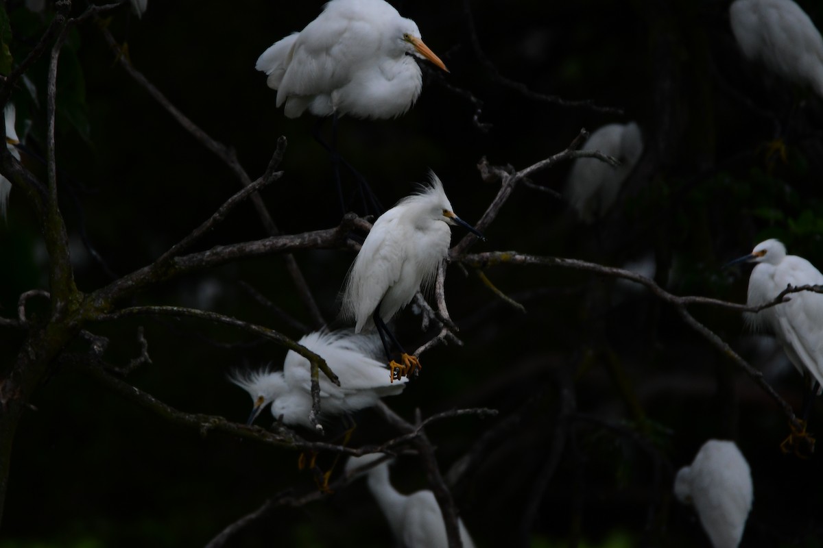 Snowy Egret - ML611422475