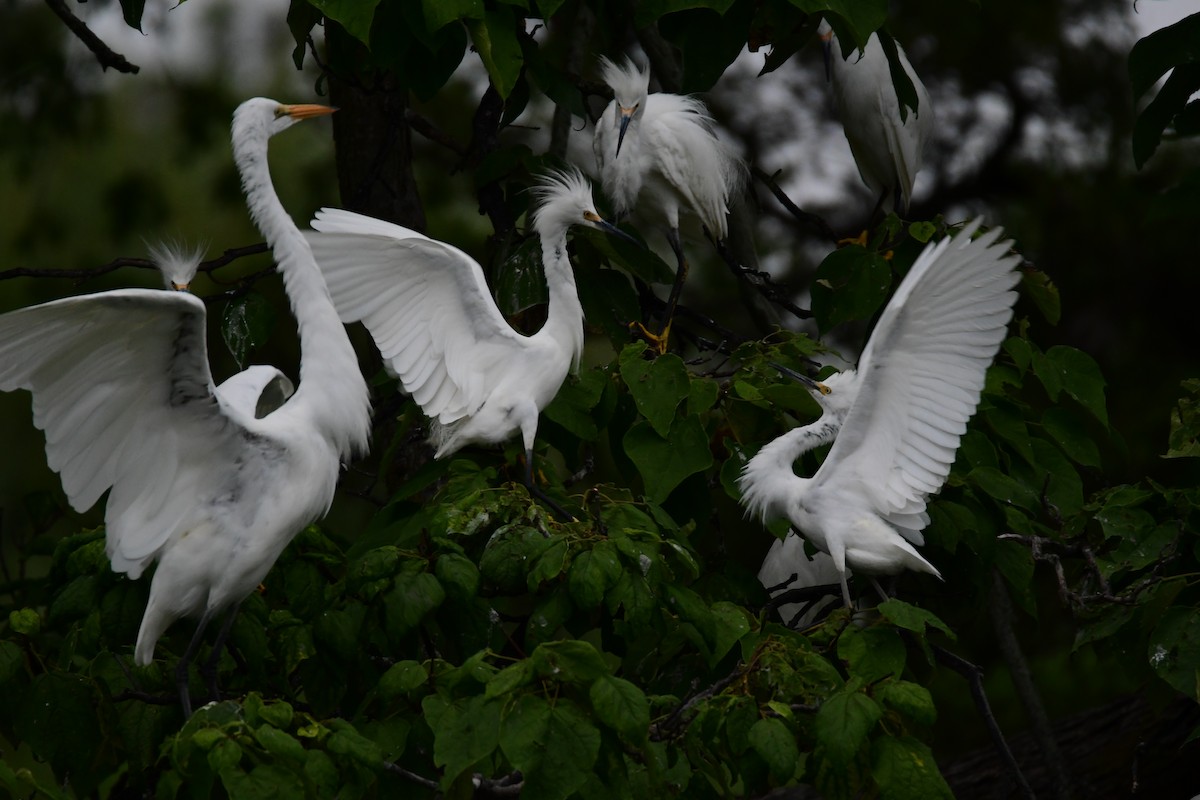 Snowy Egret - Chaiby Leiman