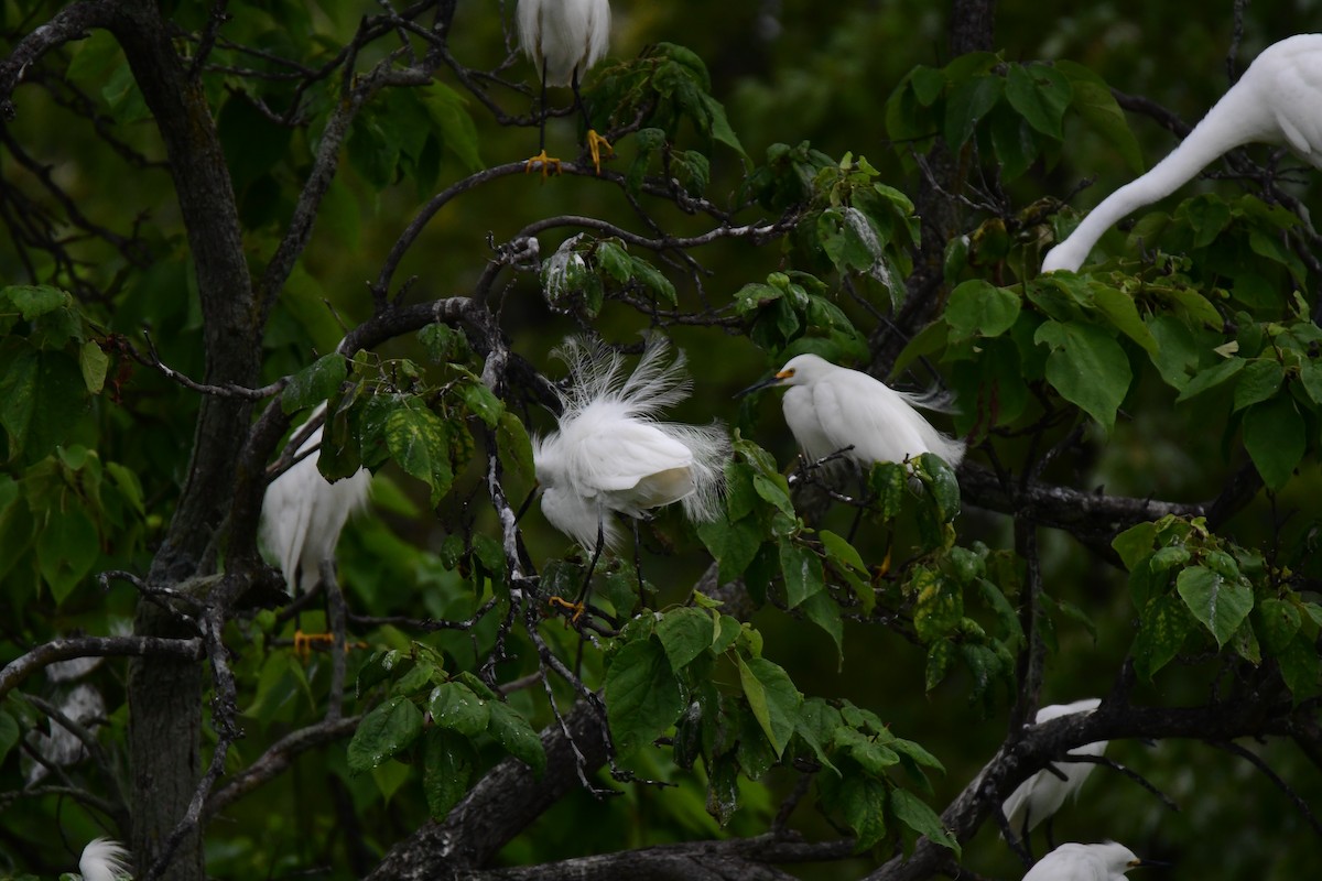 Snowy Egret - ML611422478