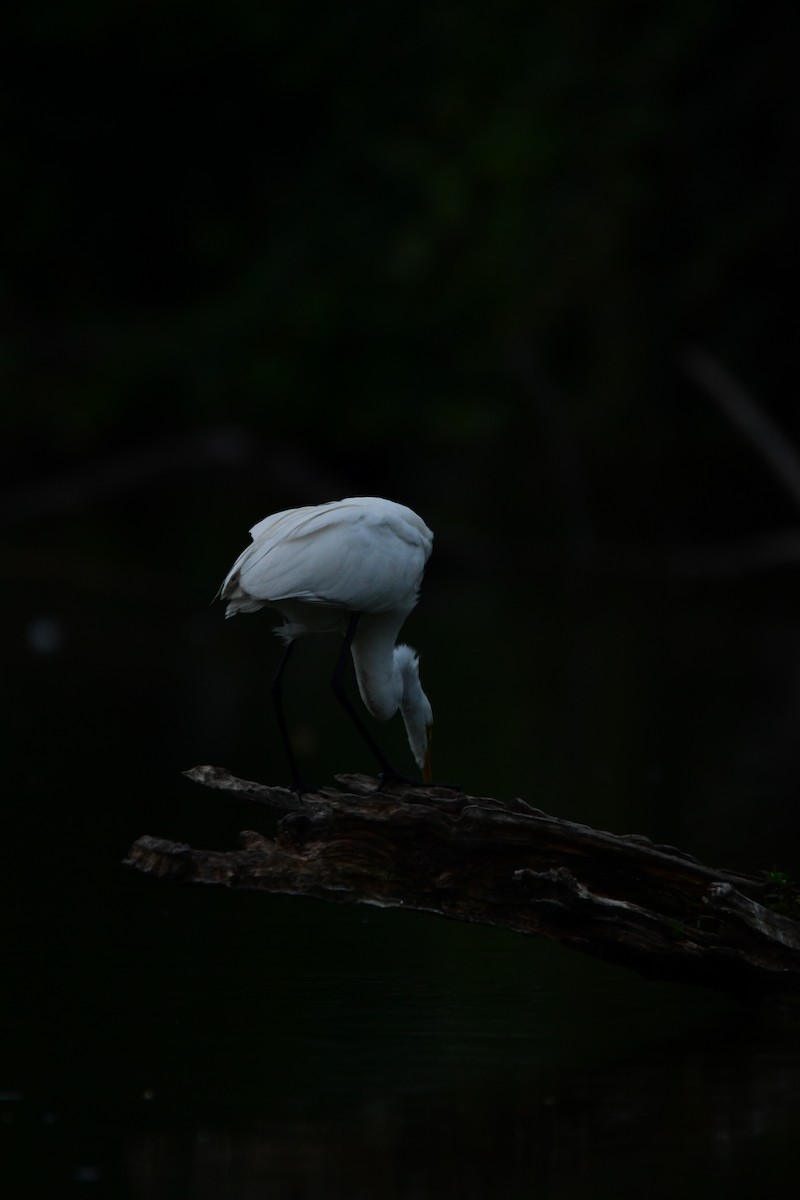 Great Egret - ML611422491