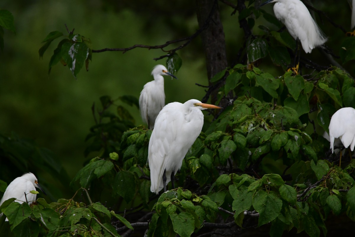 Great Egret - ML611422493