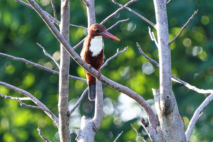 White-throated Kingfisher - ML611422495