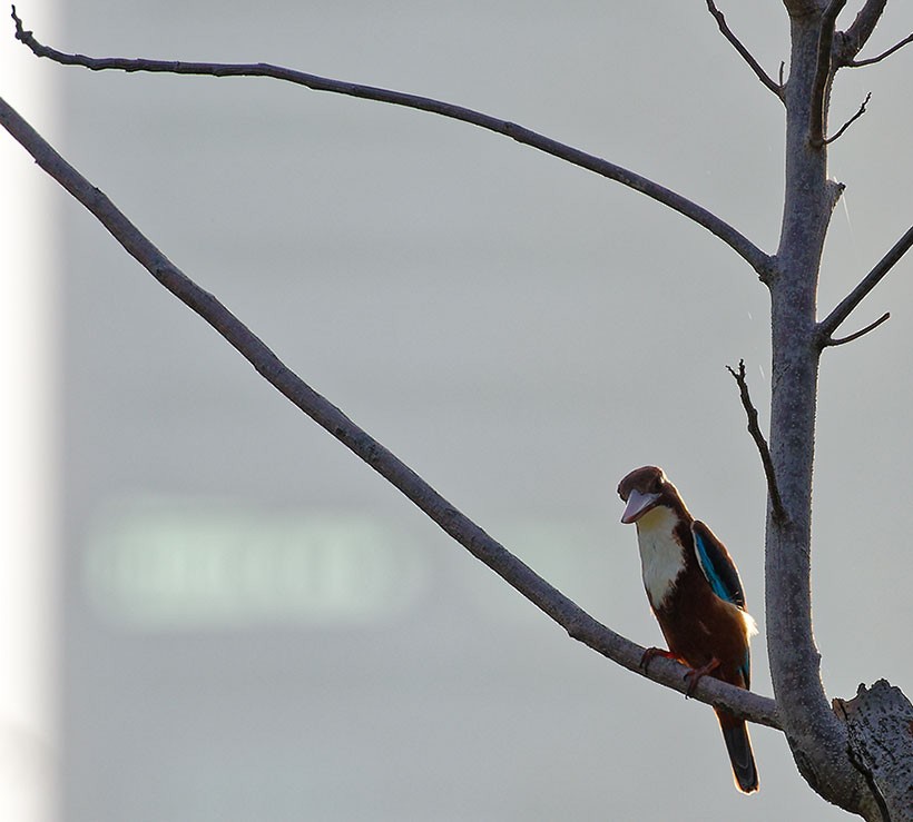 White-throated Kingfisher - ML611422496