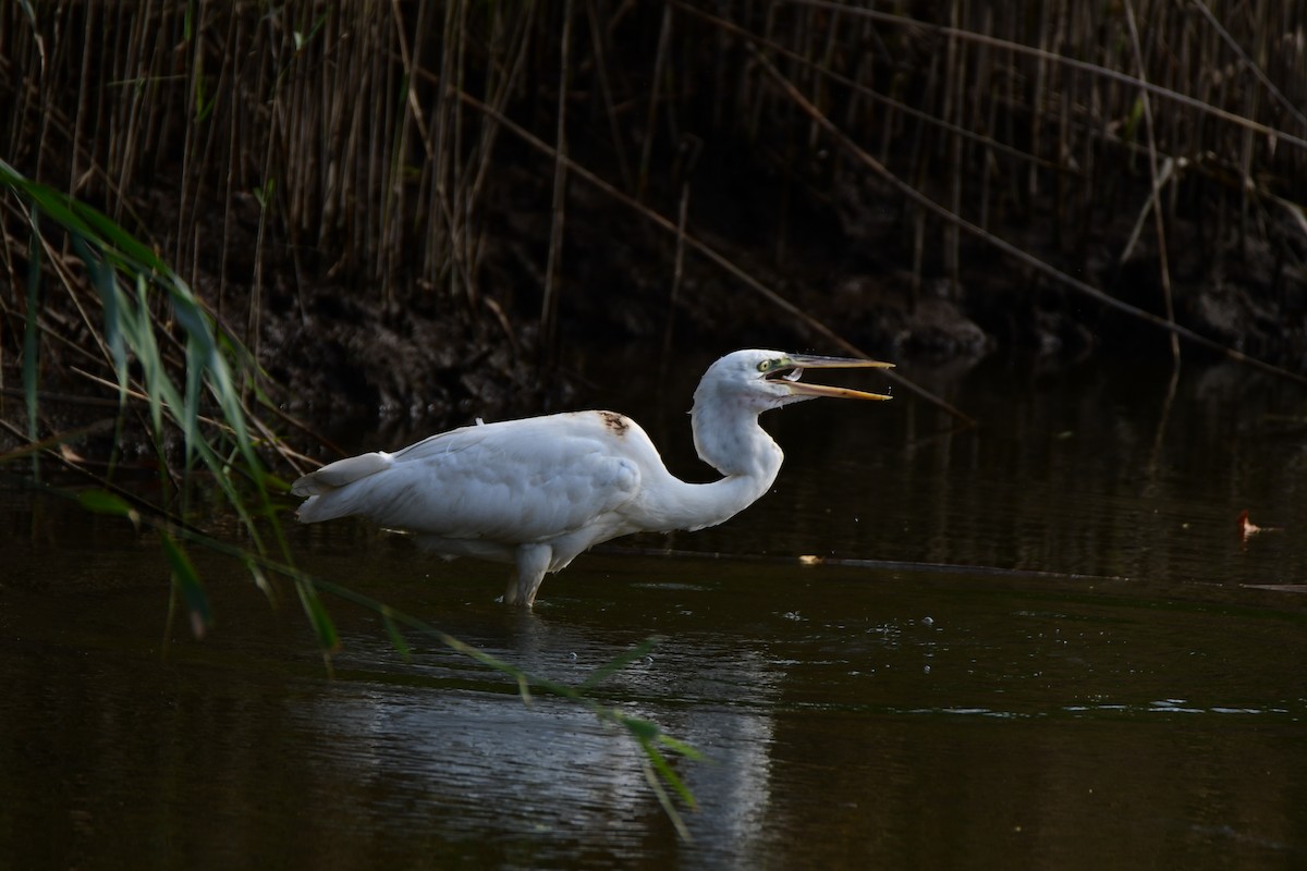 Great Blue Heron (Great White) - ML611422502