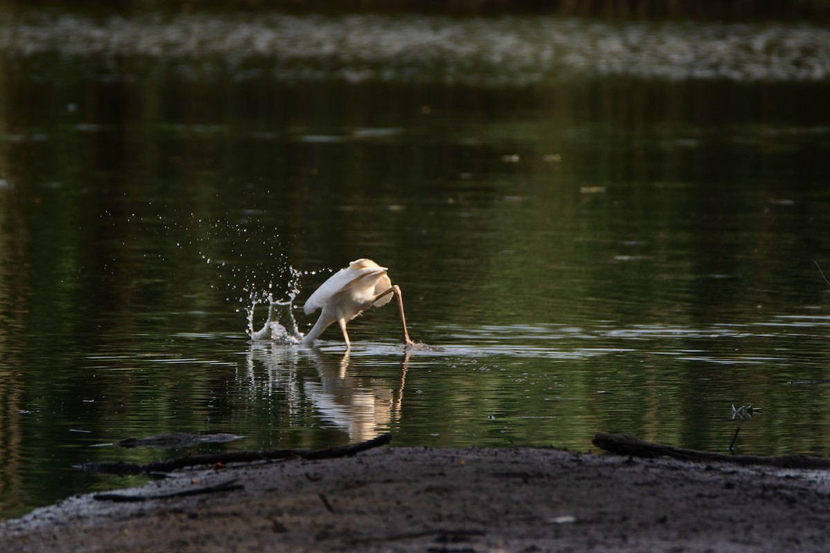 Great Blue Heron (Great White) - ML611422508