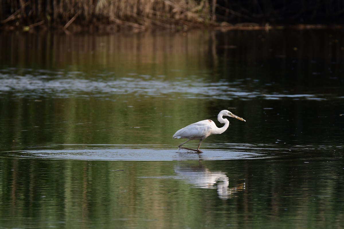 Great Blue Heron (Great White) - ML611422510