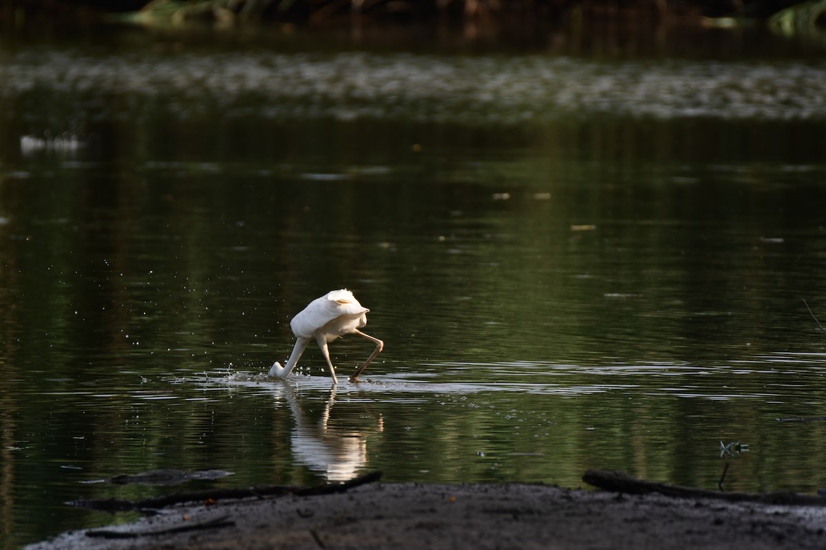 Great Blue Heron (Great White) - ML611422512