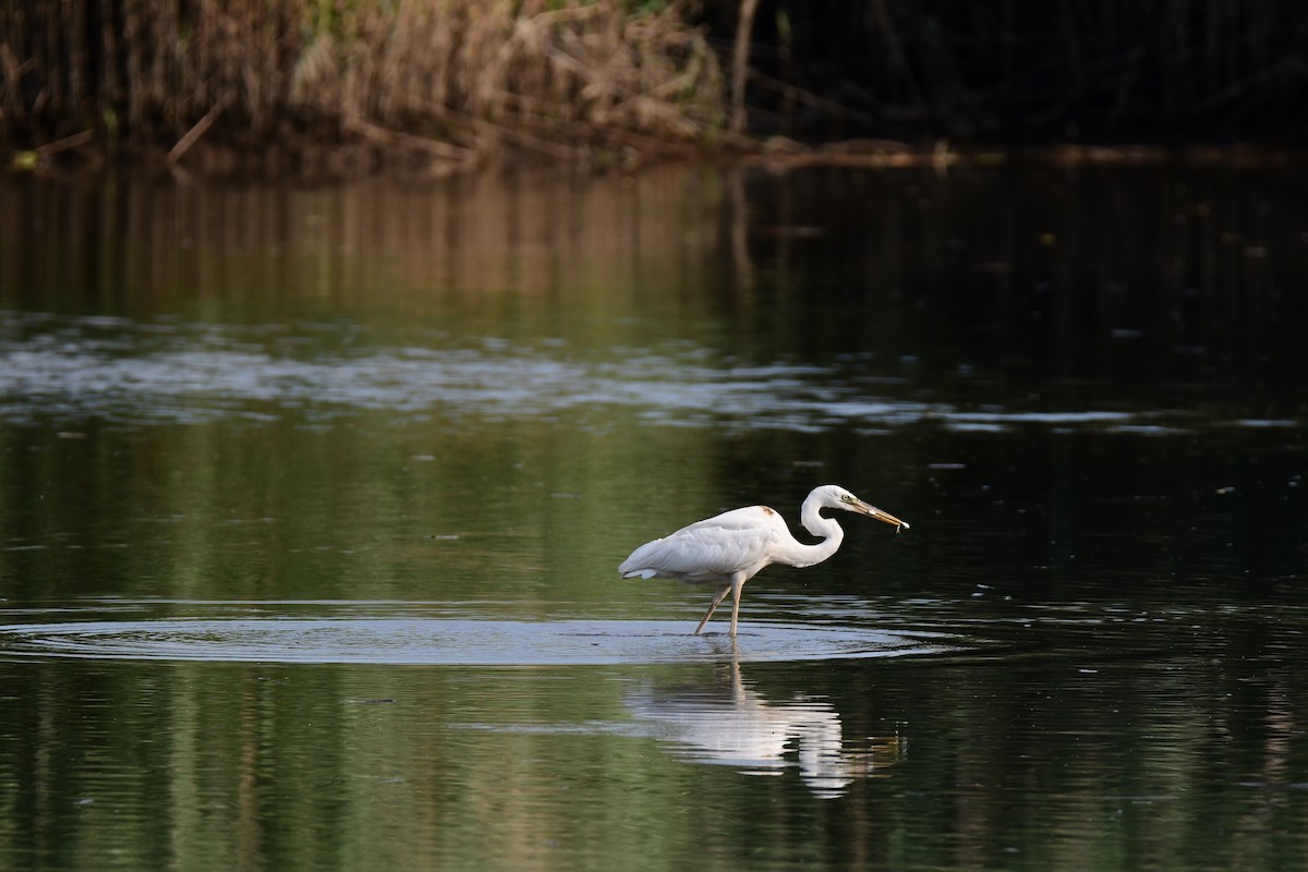 Garza Azulada (occidentalis) - ML611422515