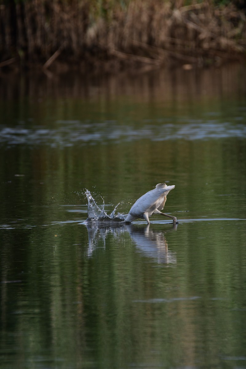 Great Blue Heron (Great White) - ML611422516