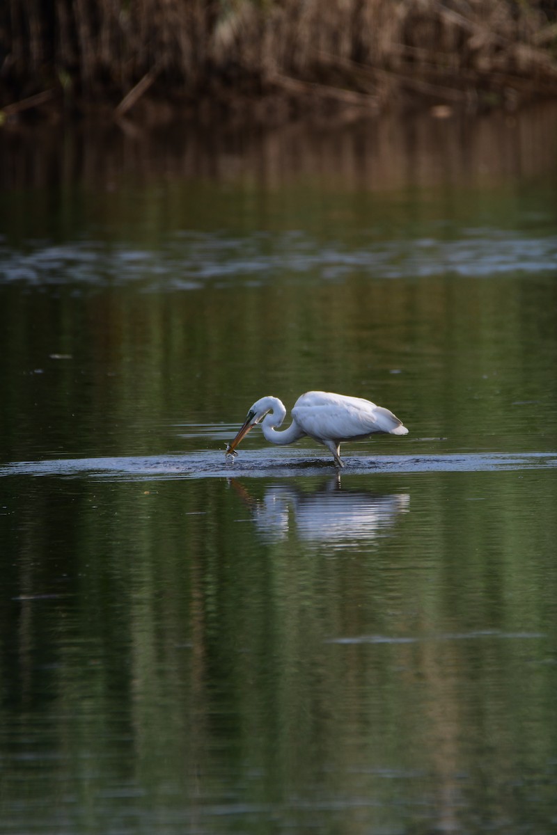 Great Blue Heron (Great White) - ML611422517