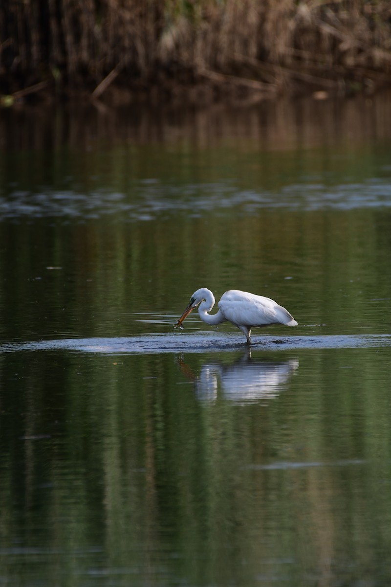 Great Blue Heron (Great White) - ML611422518