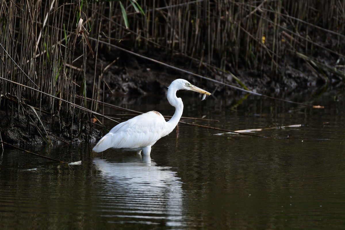 Garza Azulada (occidentalis) - ML611422522