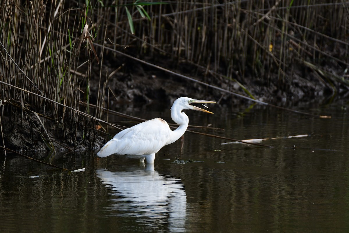 Great Blue Heron (Great White) - ML611422523