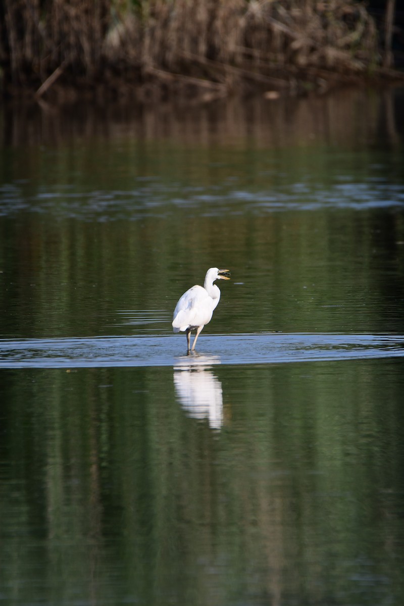 Great Blue Heron (Great White) - Chaiby Leiman