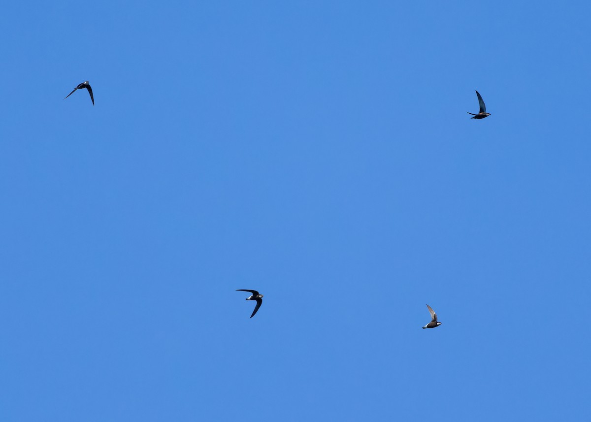 White-throated Needletail (Himalayan) - ML611422532