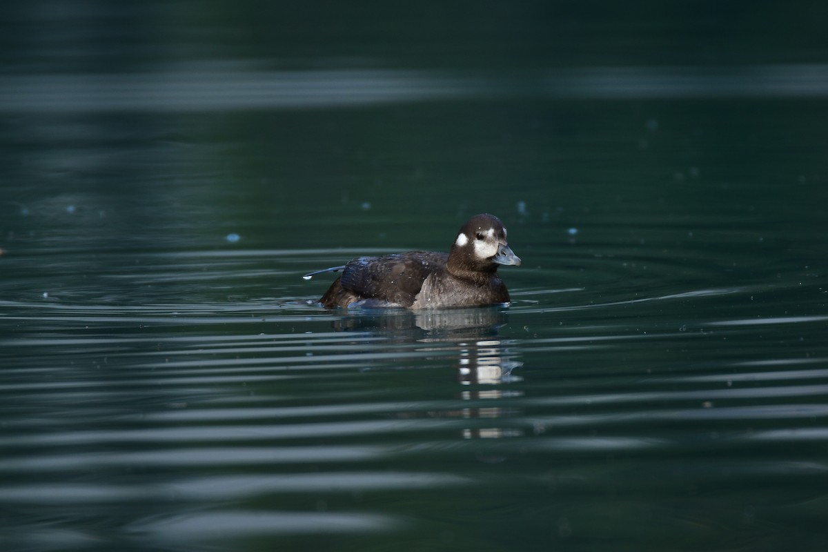 Harlequin Duck - Chaiby Leiman