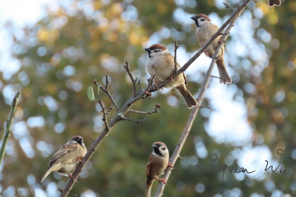 Eurasian Tree Sparrow - ML611422867