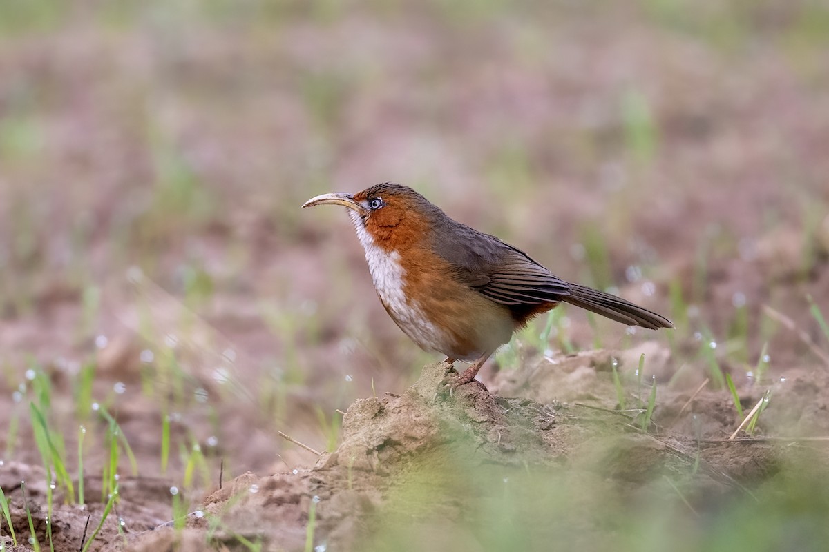 Rusty-cheeked Scimitar-Babbler - ML611422919