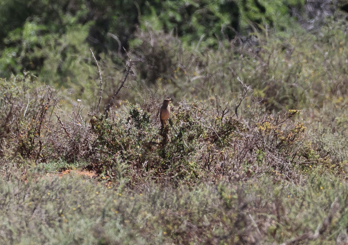 Chat Flycatcher - Zoë Lunau