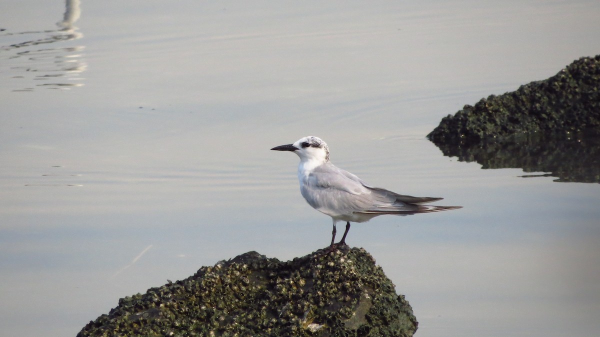 Whiskered Tern - ML611423094