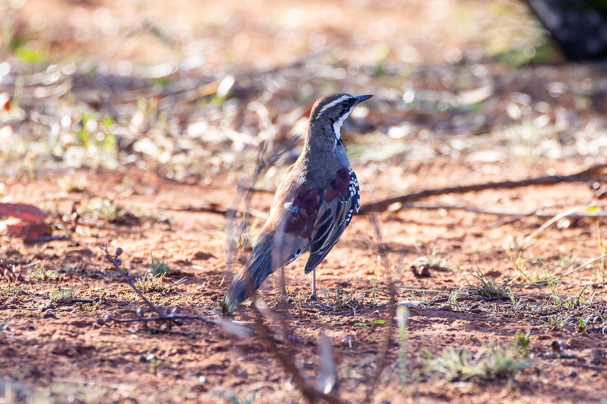 Chestnut Quail-thrush - ML611423130