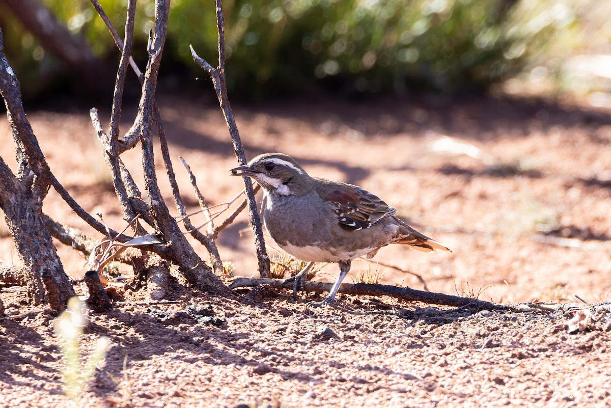 Chestnut Quail-thrush - ML611423131