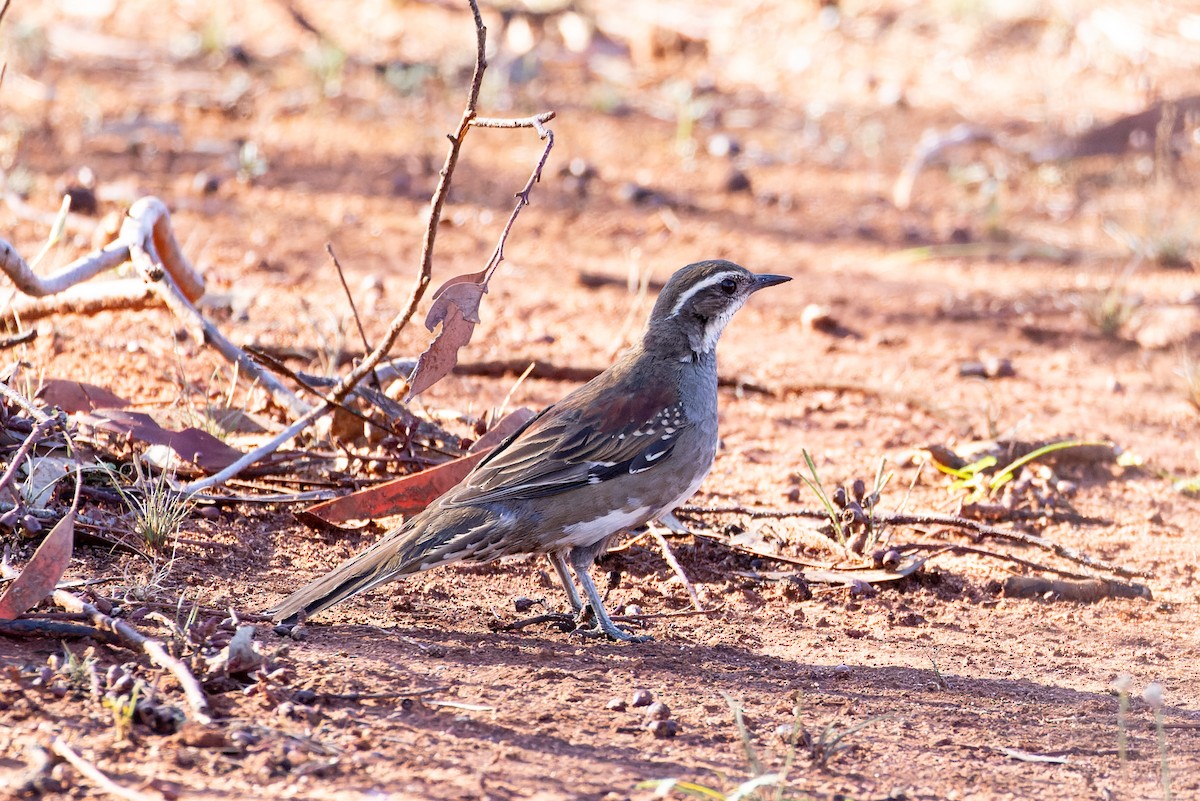 Chestnut Quail-thrush - Steve Popple