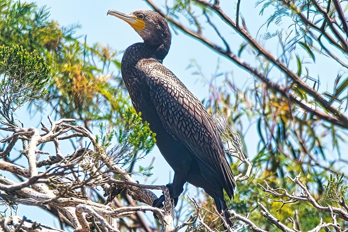 Great Cormorant (Australasian) - ML611423170