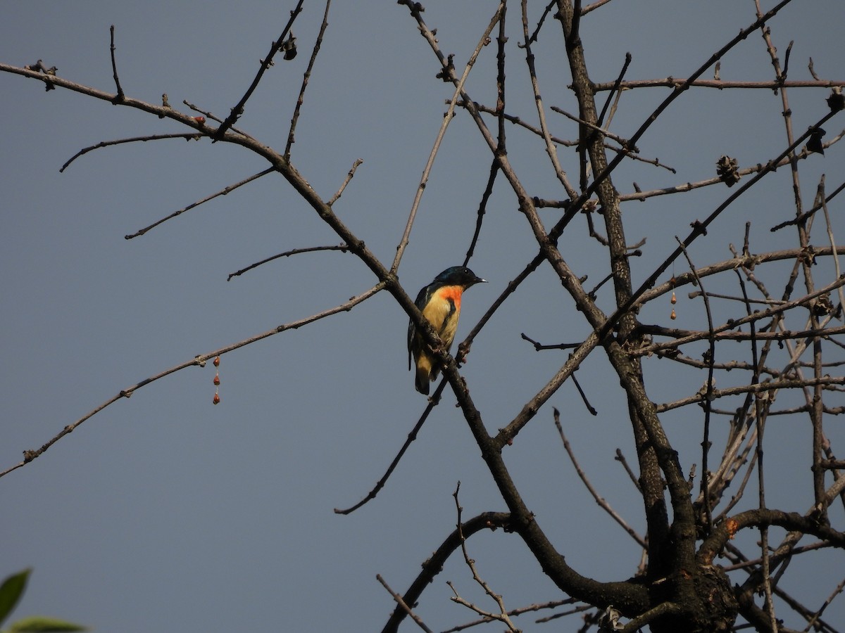 Fire-breasted Flowerpecker - ML611423241