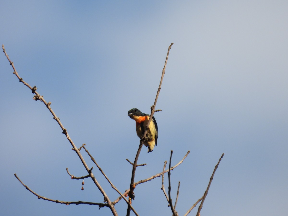 Fire-breasted Flowerpecker - ML611423242