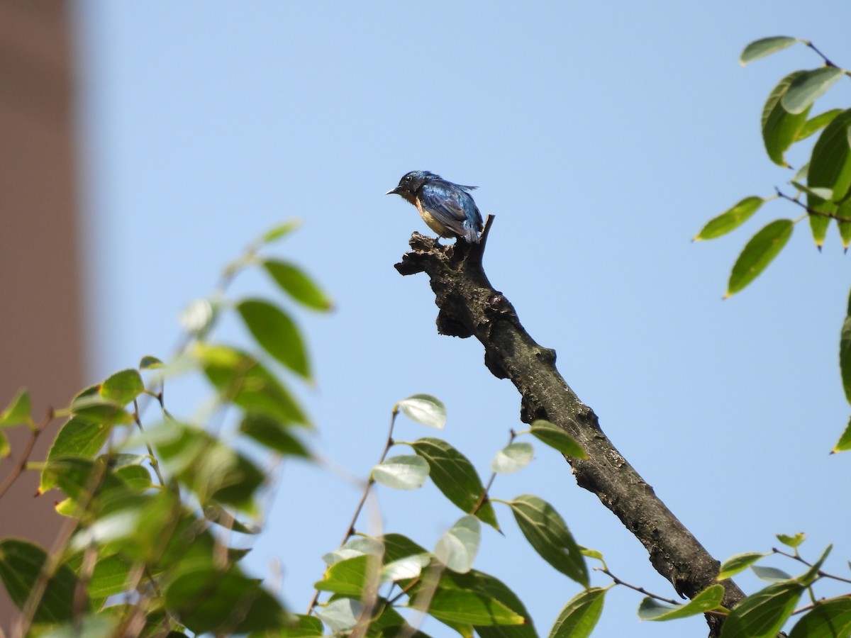 Fire-breasted Flowerpecker - ML611423244