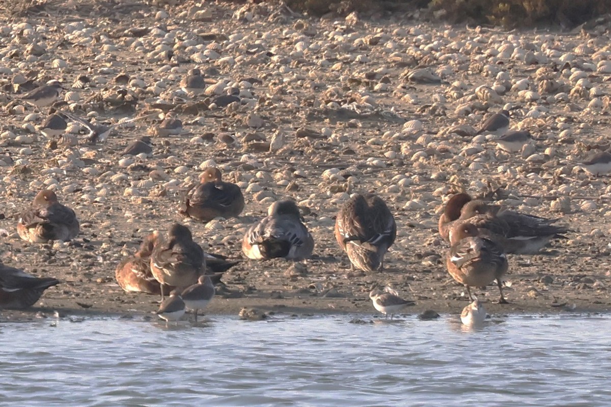 American Wigeon - ML611423249