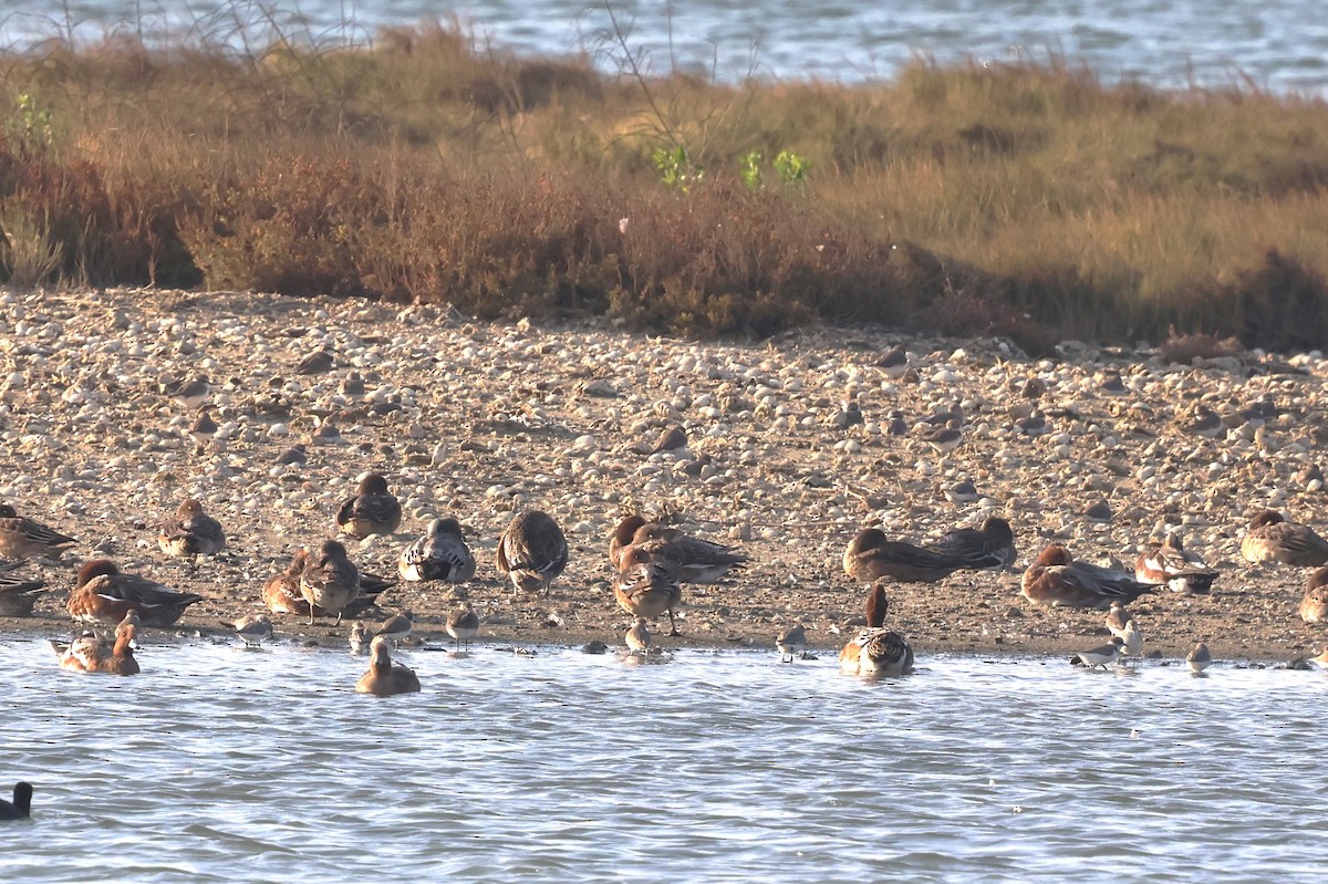 American Wigeon - Mei-Luan Wang