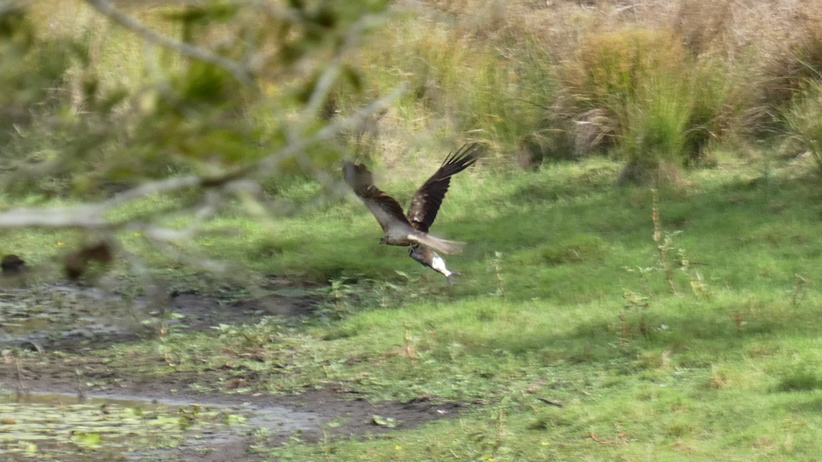Whistling Kite - ML611423377
