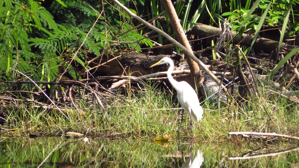 Great Egret - Jonathan Anthony Javier