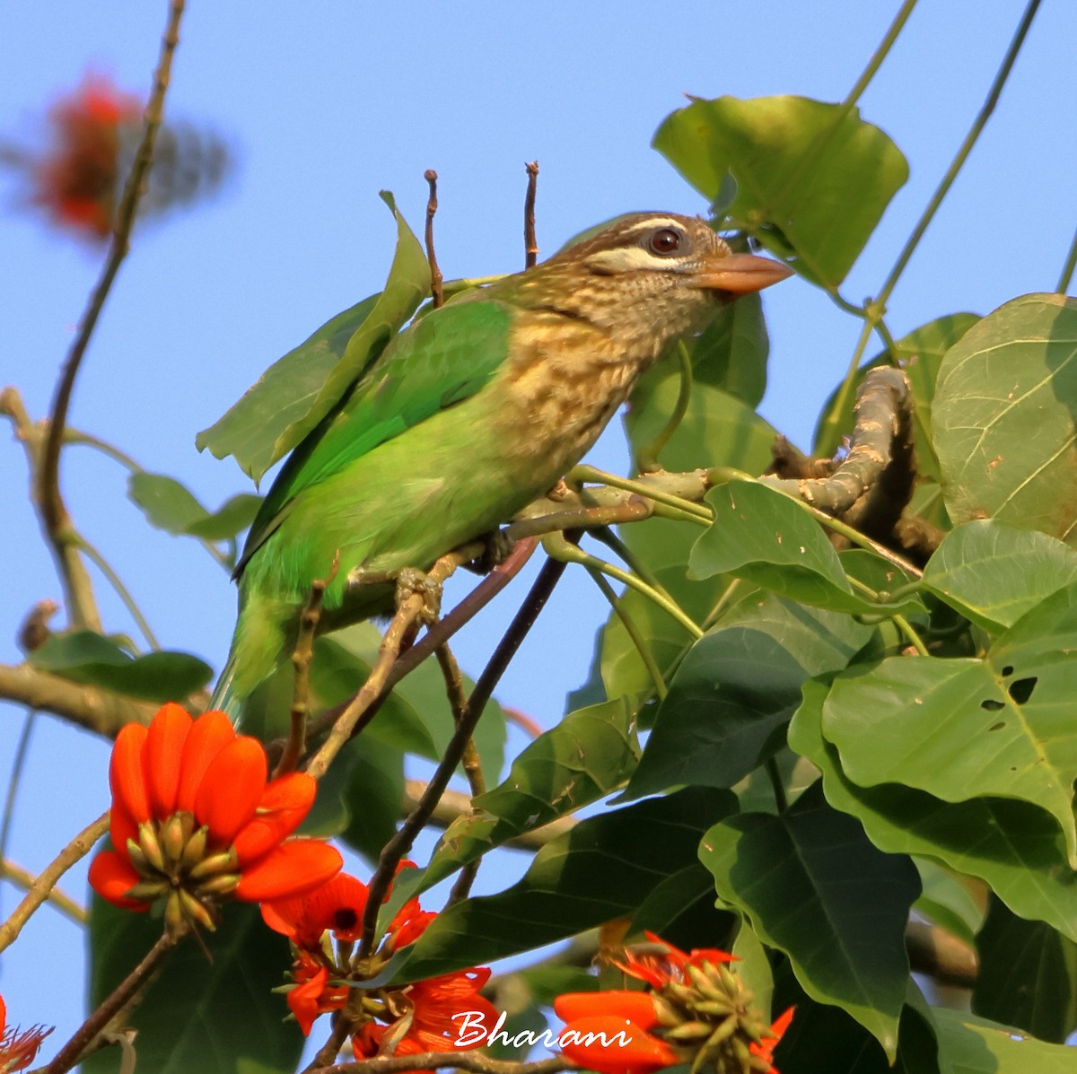 White-cheeked Barbet - ML611423443