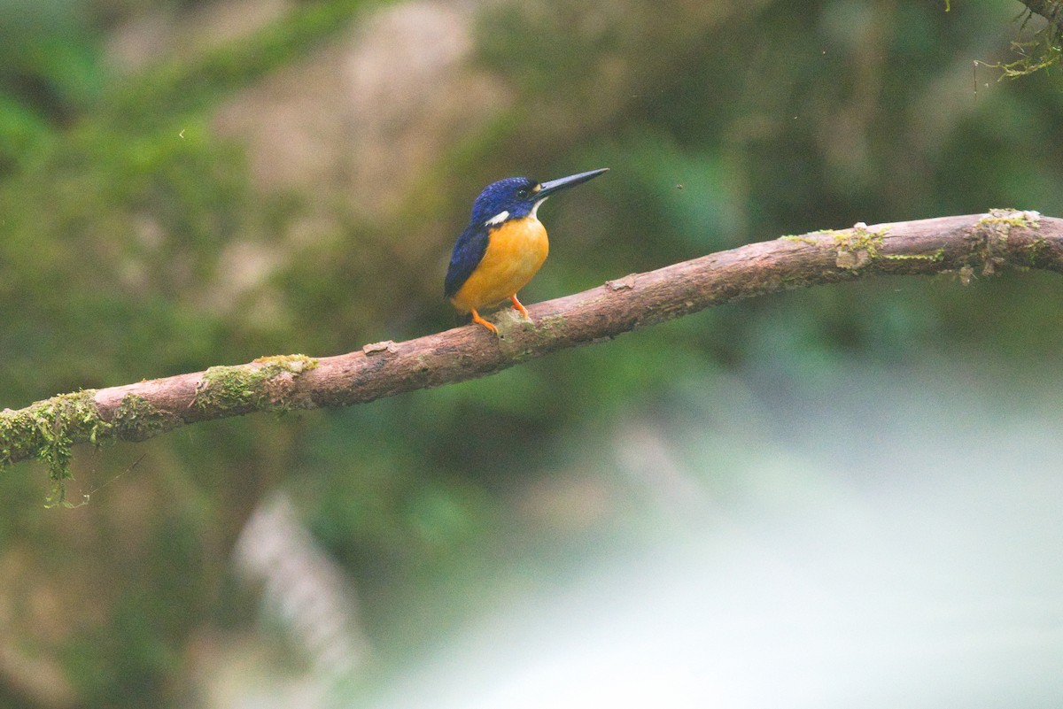 Papuan Dwarf-Kingfisher - James Wareing