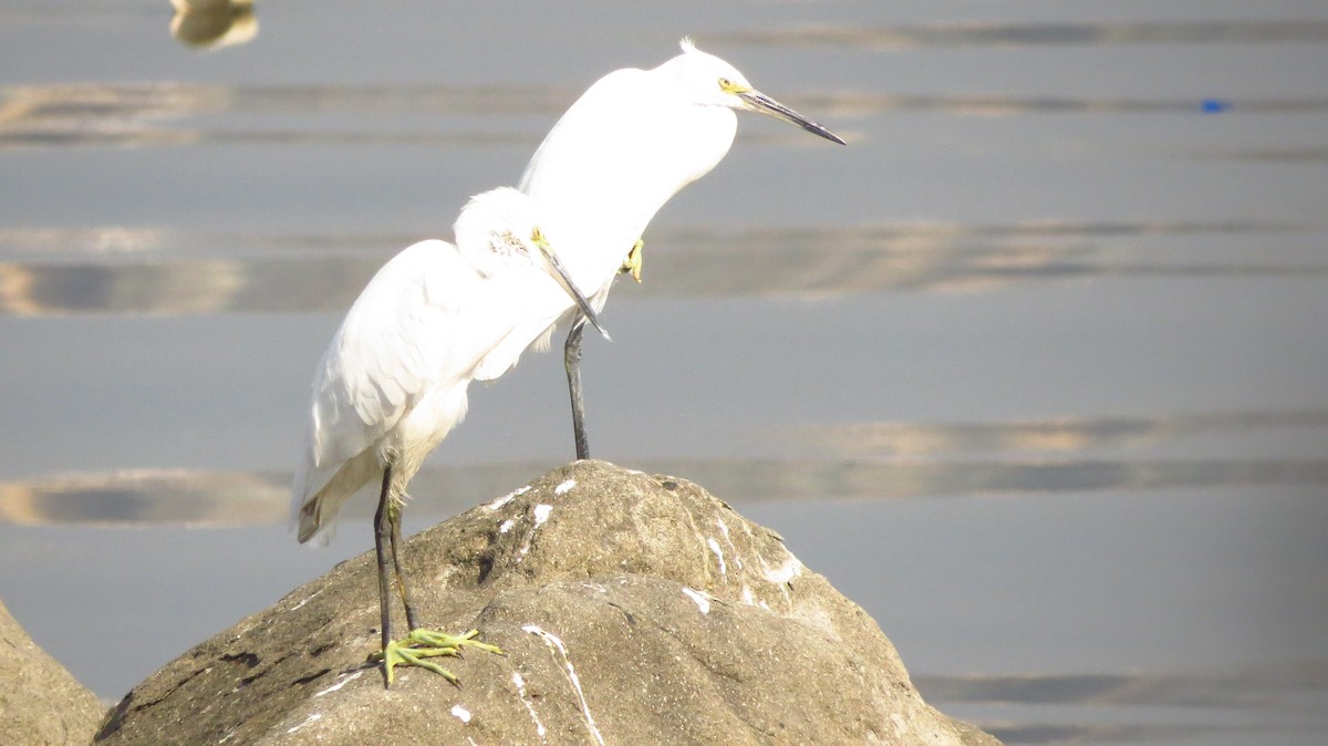 Little Egret - ML611423482