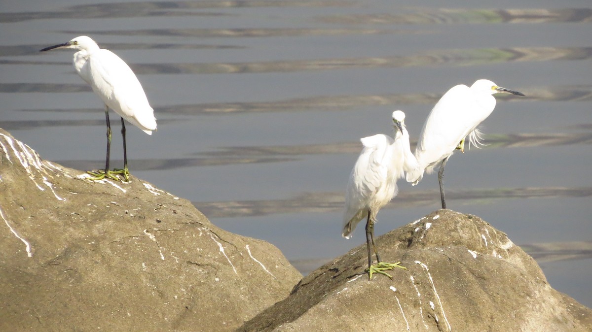 Little Egret - ML611423493