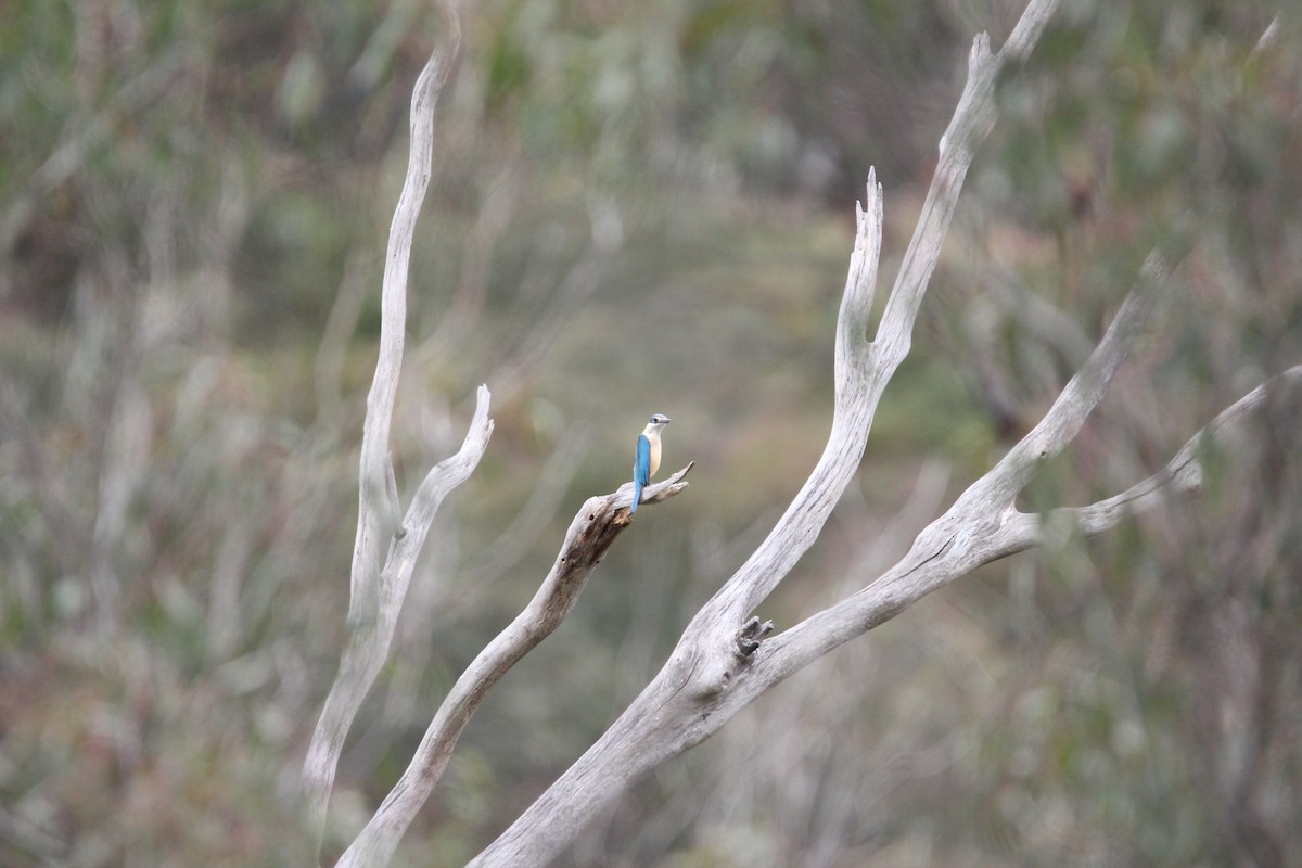 Sacred Kingfisher - ML611423524