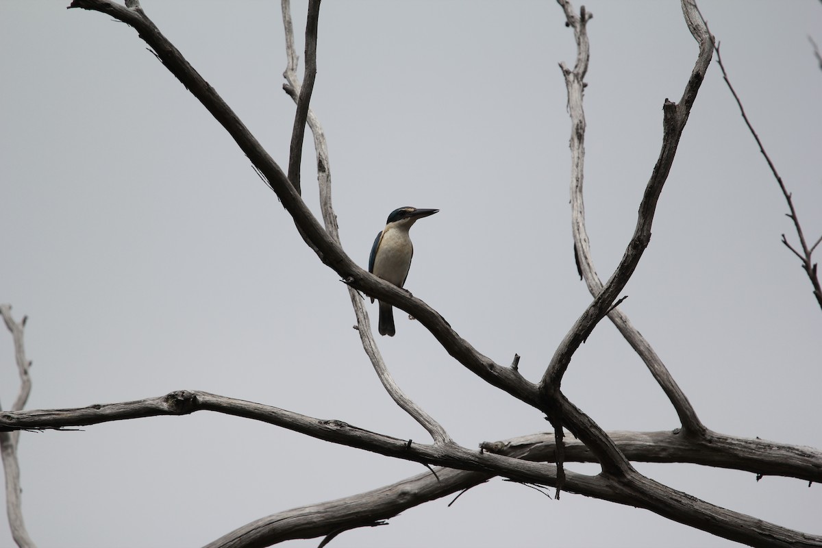 Sacred Kingfisher - ML611423530