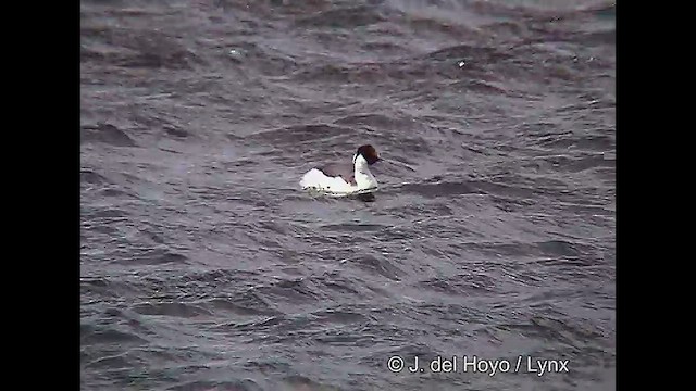 Hooded Grebe - ML611423532