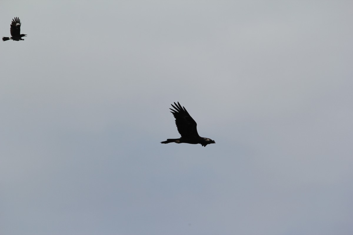 Wedge-tailed Eagle - ML611423533