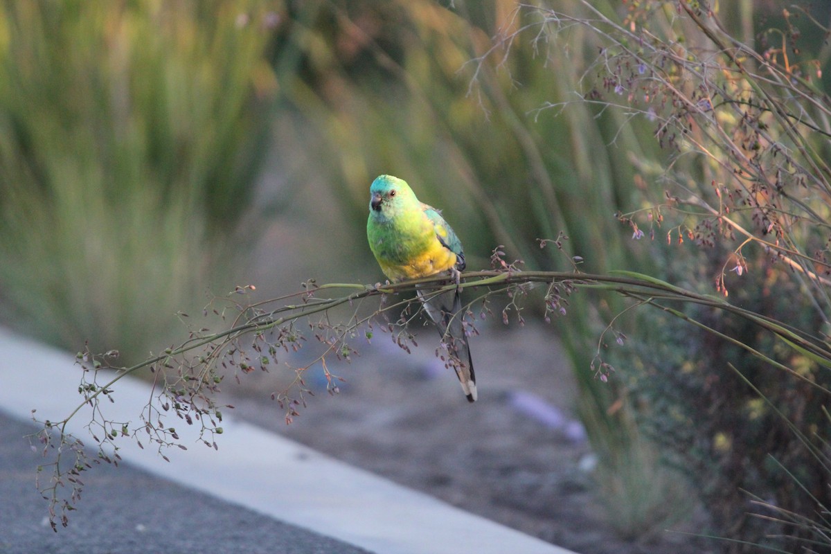 Red-rumped Parrot - ML611423628