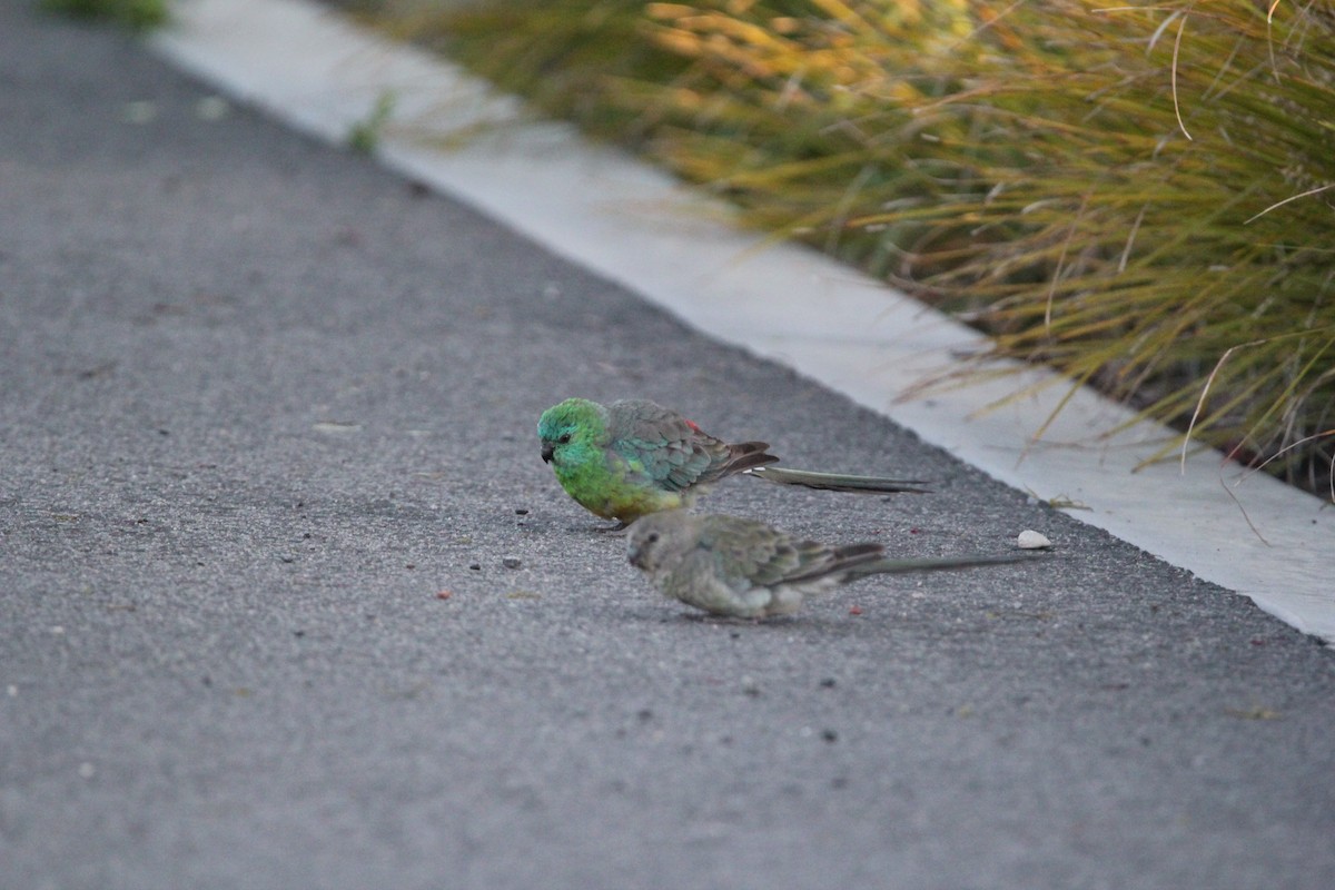 Red-rumped Parrot - ML611423634