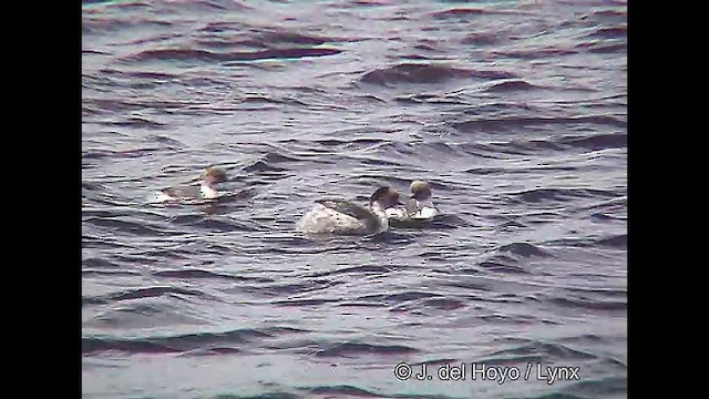 Silvery Grebe (Patagonian) - ML611423635