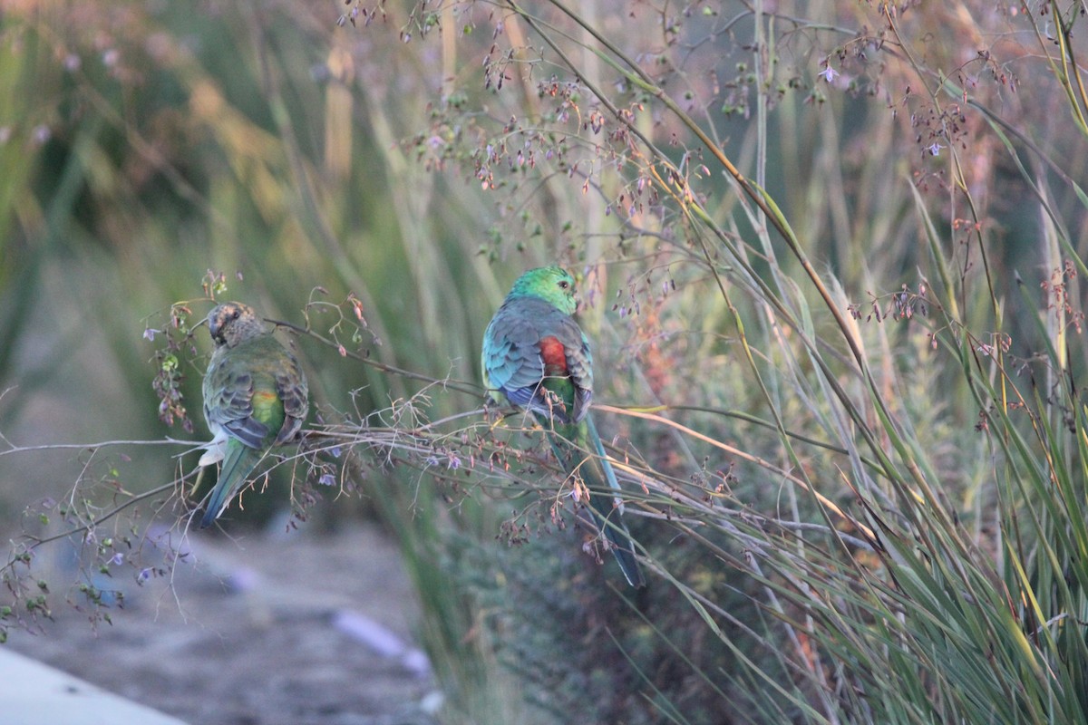 Red-rumped Parrot - ML611423637
