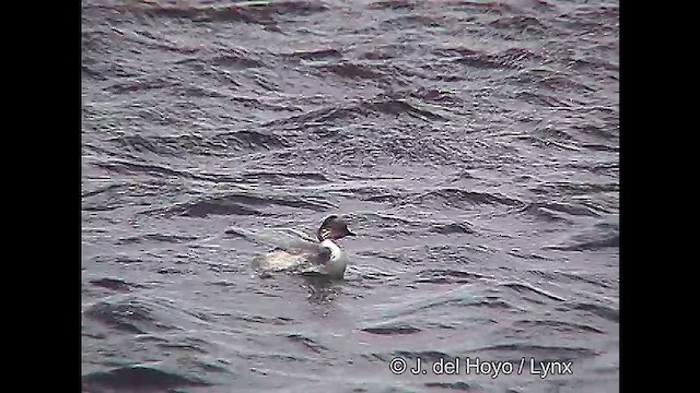 Silvery Grebe (Patagonian) - ML611423640