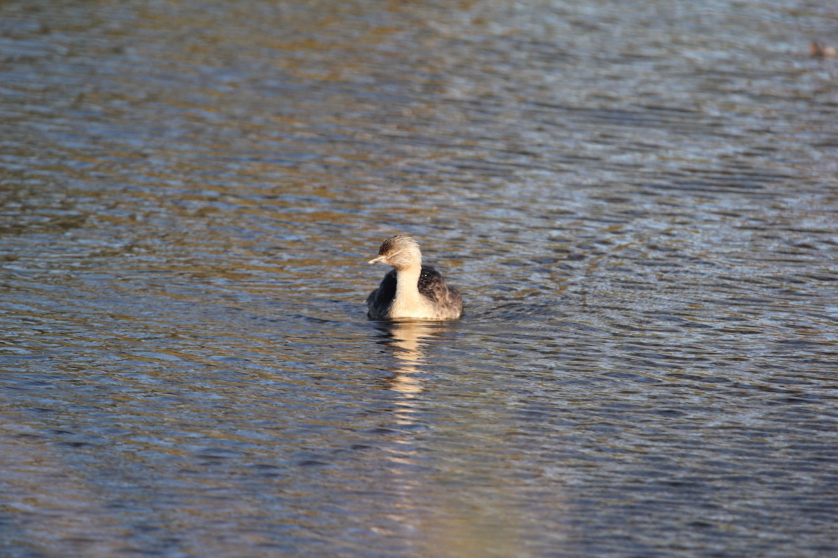 Hoary-headed Grebe - Tina Bell